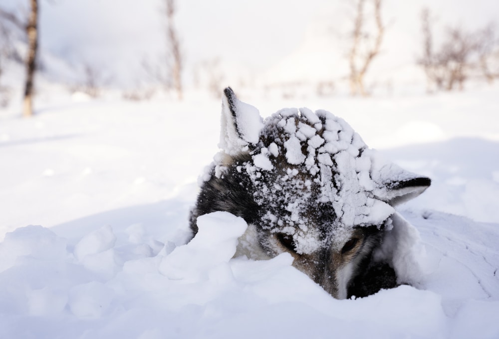 Einführungstour mit dem Hundeschlitten